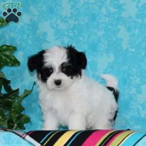 Jared, Maltipoo Puppy